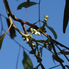 Eucalyptus cephalocarpa