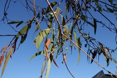 Eucalyptus cephalocarpa