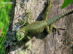 Sceloporus taeniocnemis