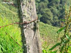Sceloporus taeniocnemis