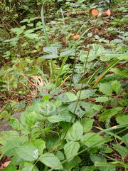 Hylodesmum repandum