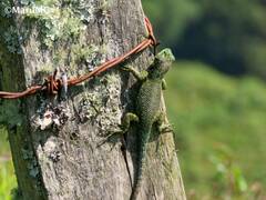 Sceloporus taeniocnemis