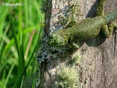 Sceloporus taeniocnemis