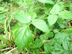 Hylodesmum repandum