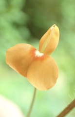 Hylodesmum repandum