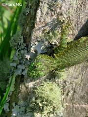 Sceloporus taeniocnemis
