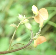 Hylodesmum repandum
