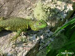 Sceloporus taeniocnemis