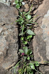 Ledebouria sandersonii