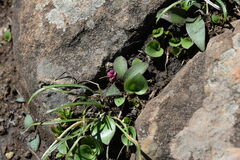 Ledebouria sandersonii