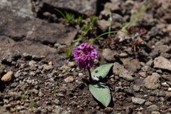 Ledebouria sandersonii