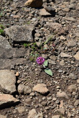 Ledebouria sandersonii