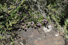 Polygala rhinostigma