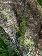 Sceloporus taeniocnemis