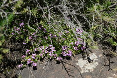 Polygala rhinostigma