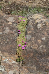 Delosperma lavisiae