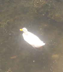 Anas platyrhynchos domesticus