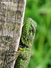 Sceloporus taeniocnemis