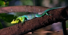 Calotes nemoricola