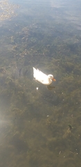 Anas platyrhynchos domesticus
