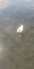 Anas platyrhynchos domesticus