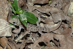 Hemidactylus kushmorensis