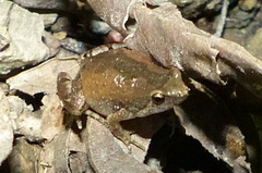 Microhyla nilphamariensis