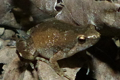Microhyla nilphamariensis