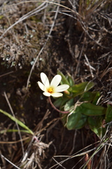 Hypoxis parvula