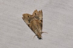 Alophosoma emmelopis