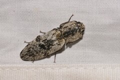 Cryptalaus prosectus