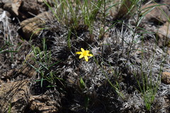 Hypoxis parvula