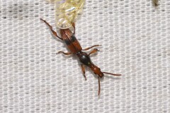 Cyphagogus delicatus