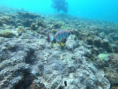 Priacanthus blochii