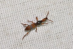 Cyphagogus delicatus