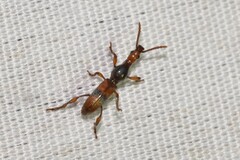 Cyphagogus delicatus