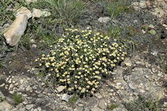 Helichrysum chionosphaerum