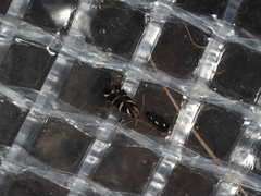 Macrobathra anacampta