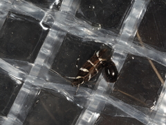 Macrobathra anacampta