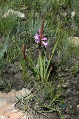 Watsonia lepida