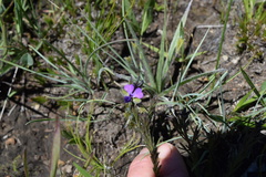 Polygala gracilenta