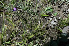 Polygala gracilenta
