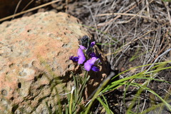 Polygala gracilenta