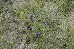 Polygala gracilenta