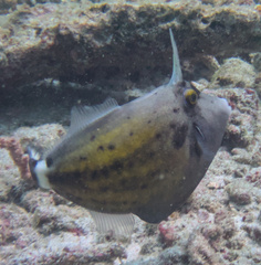 Cantherhines fronticinctus