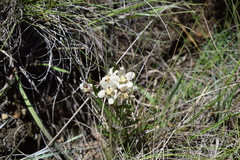 Asclepias oreophila