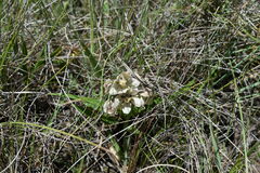 Asclepias oreophila