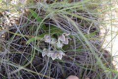 Asclepias oreophila
