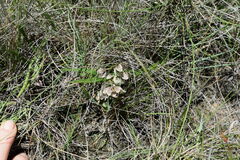 Asclepias oreophila