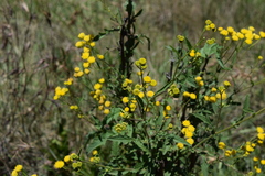 Nidorella